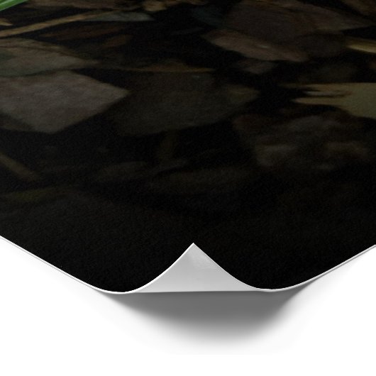 Crocus Poster (Hoek)