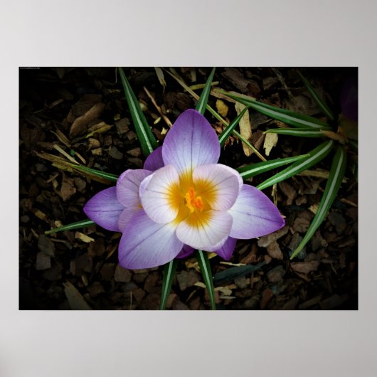 Crocus Poster (Voorkant)