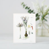 Crocus sativus briefkaart (Staand voorkant)