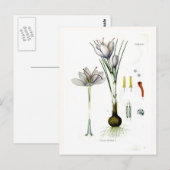 Crocus sativus briefkaart (Voorkant / Achterkant)