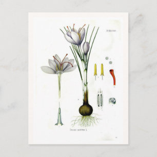 Crocus sativus briefkaart