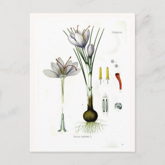 Crocus sativus briefkaart (Voorkant)