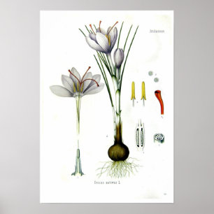 Crocus sativus poster