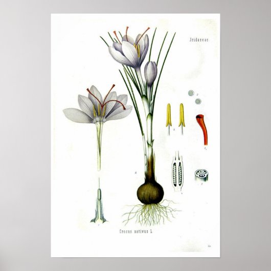 Crocus sativus poster (Voorkant)