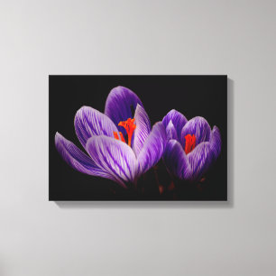Crocus Silhouette Canvas Afdruk