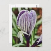 Crocus Snowdrop en waterdruppels Briefkaart (Voorkant / Achterkant)