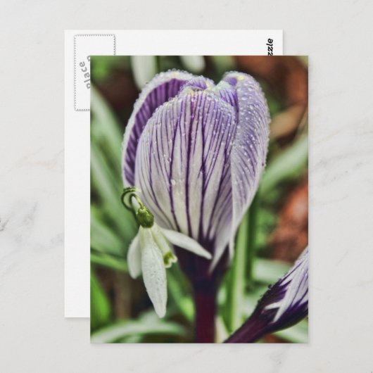 Crocus Snowdrop en waterdruppels Briefkaart (Voorkant / Achterkant)