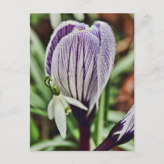 Crocus Snowdrop en waterdruppels Briefkaart (Voorkant)