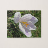 crocus, spring, bloem, natuur, paars, bloesem, legpuzzel (Horizontaal)