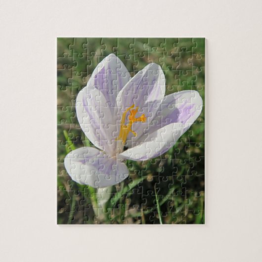 crocus, spring, bloem, natuur, paars, bloesem, legpuzzel (Verticaal)