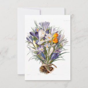 Crocus Spring Flower Botanische Bloemkunst