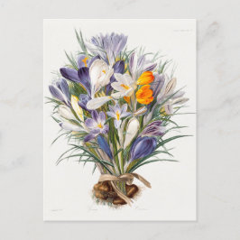 Crocus Spring Flower Botanische Bloemkunst Briefkaart