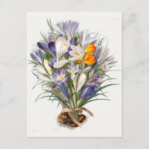 Crocus Spring Flower Botanische Bloemkunst Briefkaart
