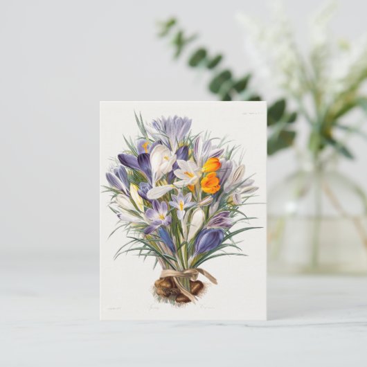 Crocus Spring Flower Botanische Bloemkunst Briefkaart (Staand voorkant)