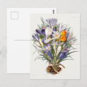 Crocus Spring Flower Botanische Bloemkunst Briefkaart (Voorkant / Achterkant)