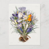 Crocus Spring Flower Botanische Bloemkunst Briefkaart (Voorkant)