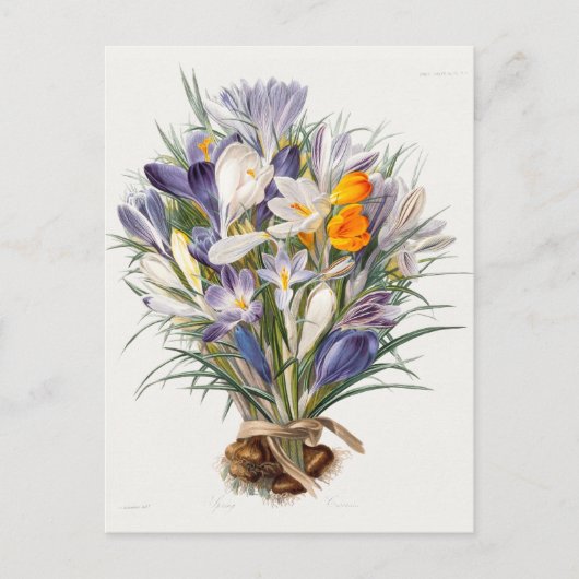 Crocus Spring Flower Botanische Bloemkunst Briefkaart (Voorkant)