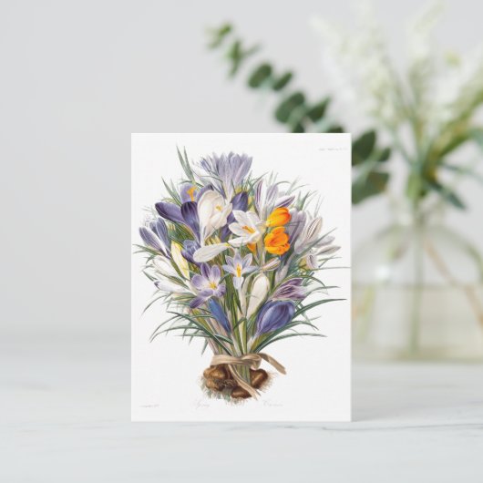 Crocus Spring Flower Botanische Bloemkunst Briefkaart (Staand voorkant)