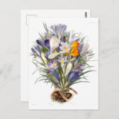 Crocus Spring Flower Botanische Bloemkunst Briefkaart (Voorkant / Achterkant)
