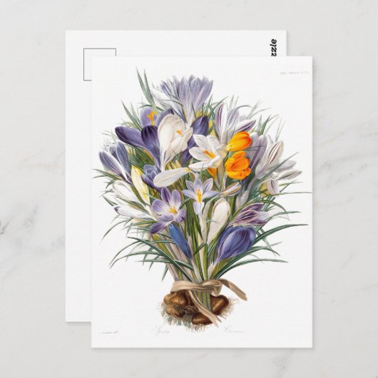 Crocus Spring Flower Botanische Bloemkunst Briefkaart (Voorkant / Achterkant)
