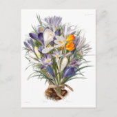 Crocus Spring Flower Botanische Bloemkunst Briefkaart (Voorkant)