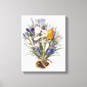 Crocus Spring Flower Botanische Bloemkunst Canvas Afdruk