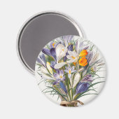 Crocus Spring Flower Botanische Bloemkunst Magneet (Voorkant / Achterkant)