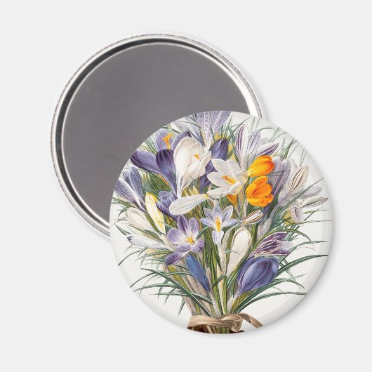 Crocus Spring Flower Botanische Bloemkunst Magneet (Voorkant / Achterkant)