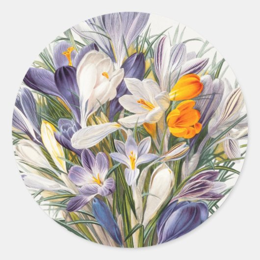 Crocus Spring Flower Botanische Bloemkunst Ronde Sticker (Voorkant)