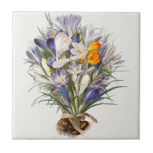 Crocus Spring Flower Botanische Bloemkunst