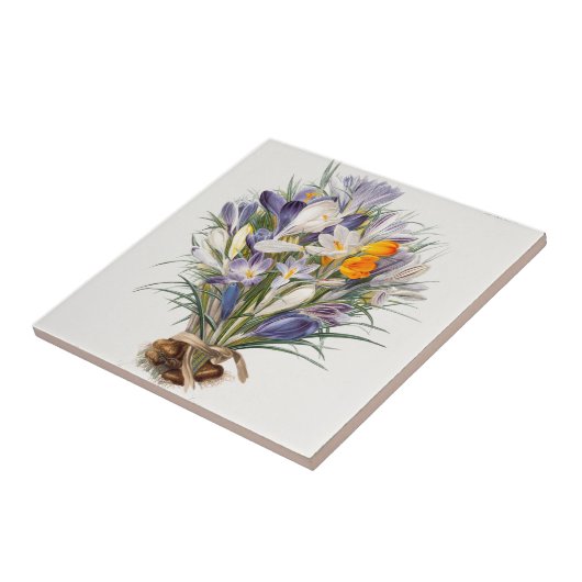 Crocus Spring Flower Botanische Bloemkunst Tegeltje (Zijkant)