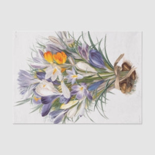 Crocus Spring Flower Botanische Bloemkunst Tissuepapier