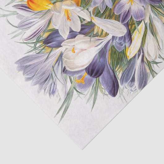 Crocus Spring Flower Botanische Bloemkunst Tissuepapier (Detail)