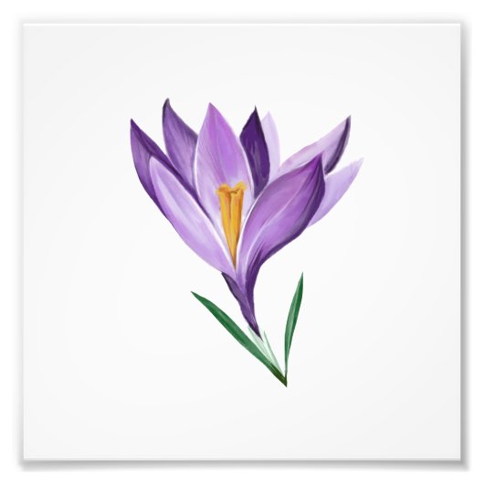 Crocus Spring Flower Foto Afdruk (Voorkant)