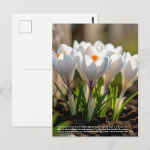Crocus-symboliek Briefkaart