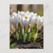 Crocus-symboliek Briefkaart (Voorkant)