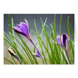 Crocuses-kaart