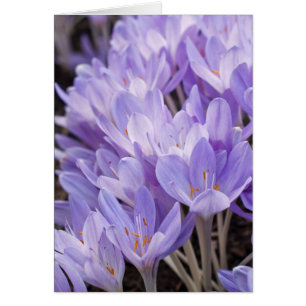 Crocuskaart