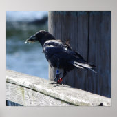 Croenvisserij Poster (Voorkant)