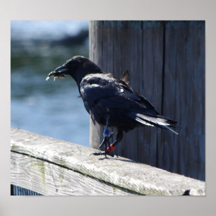 Croenvisserij Poster