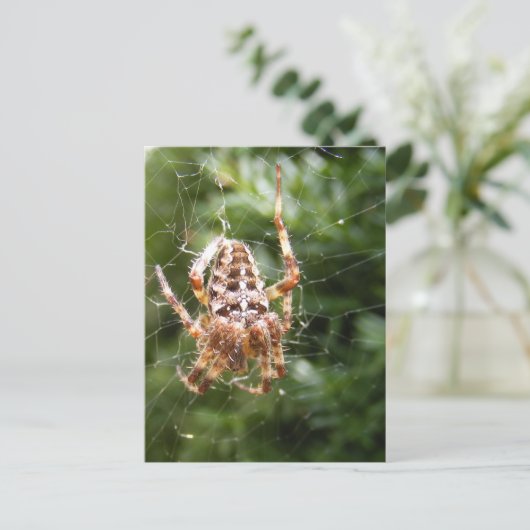 Cross-Spider 132 ~ briefkaart (Staand voorkant)