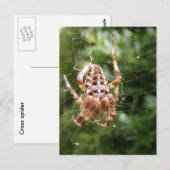 Cross-Spider 132 ~ briefkaart (Voorkant / Achterkant)