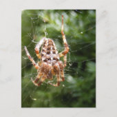Cross-Spider 132 ~ briefkaart (Voorkant)