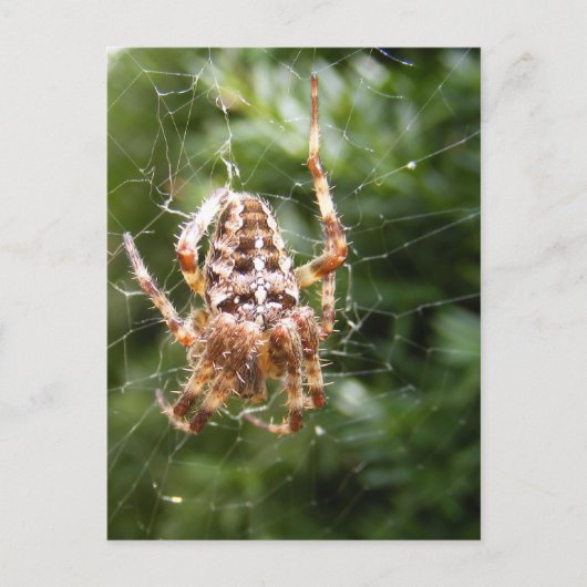 Cross-Spider 132 ~ briefkaart (Voorkant)