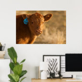 Crossbred Calf Poster (Thuiskantoor)