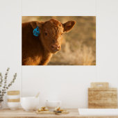Crossbred Calf Poster (Keuken)