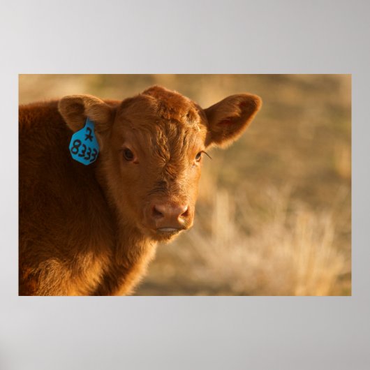 Crossbred Calf Poster (Voorkant)