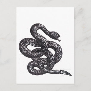 Crotalus Cascavella slang (giftige adder) Briefkaart
