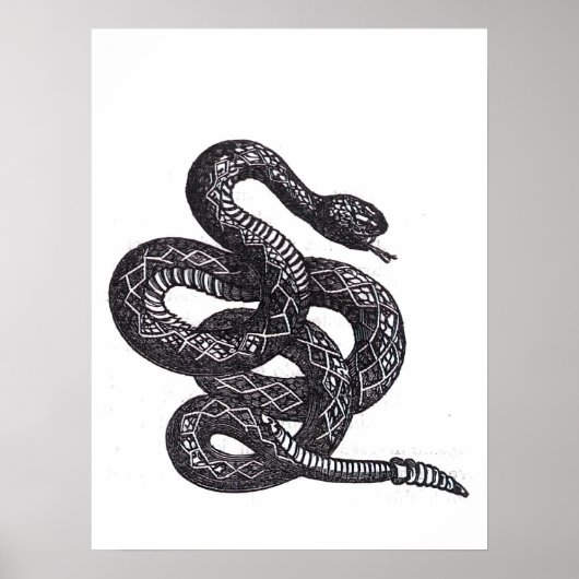 Crotalus Cascavella slang (giftige adder) Poster (Voorkant)