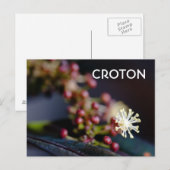 Croton bloem briefkaart (Voorkant / Achterkant)
